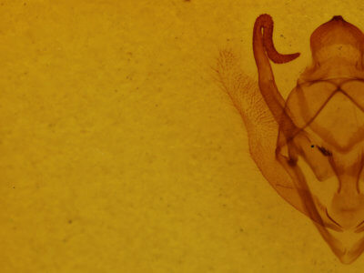 genitalia view of adult Sabulodes edwardsata