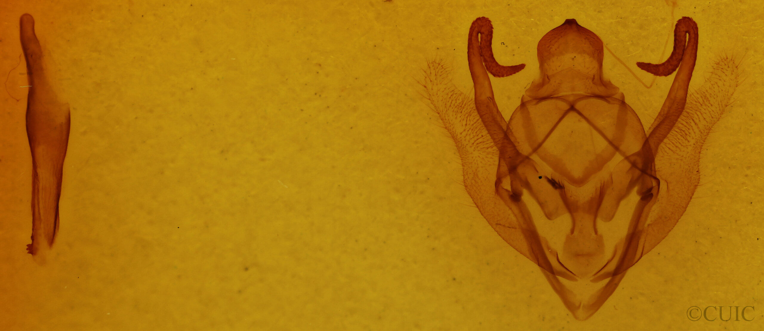 genitalia view of adult Sabulodes edwardsata