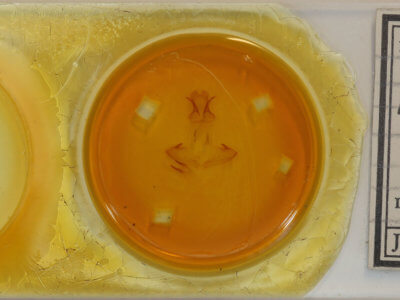 slide view of adult Pheosia buddhista