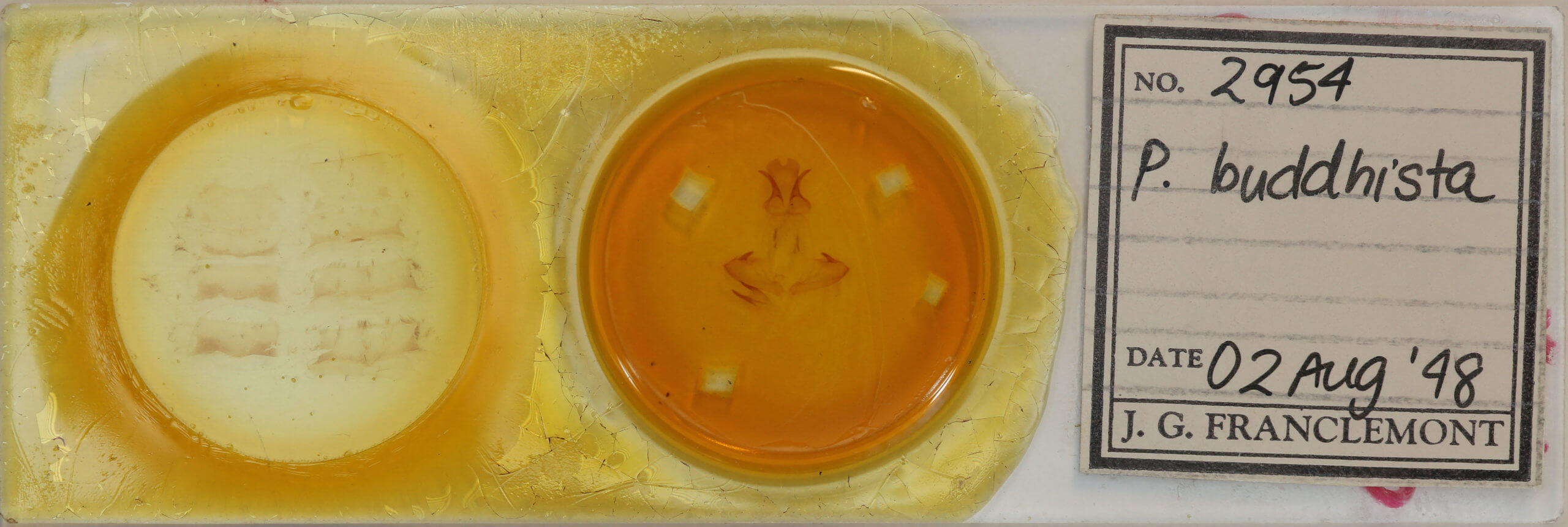 slide view of adult Pheosia buddhista