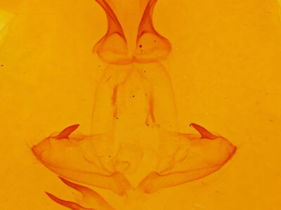 genitalia view of adult Pheosia buddhista