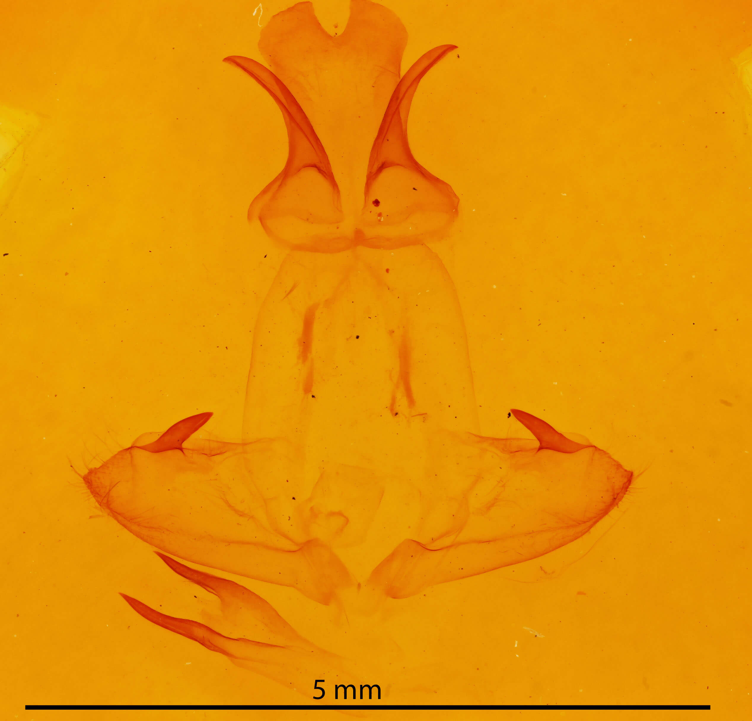 genitalia view of adult Pheosia buddhista