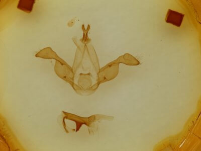 genitalia view of adult Dasychira olivacea