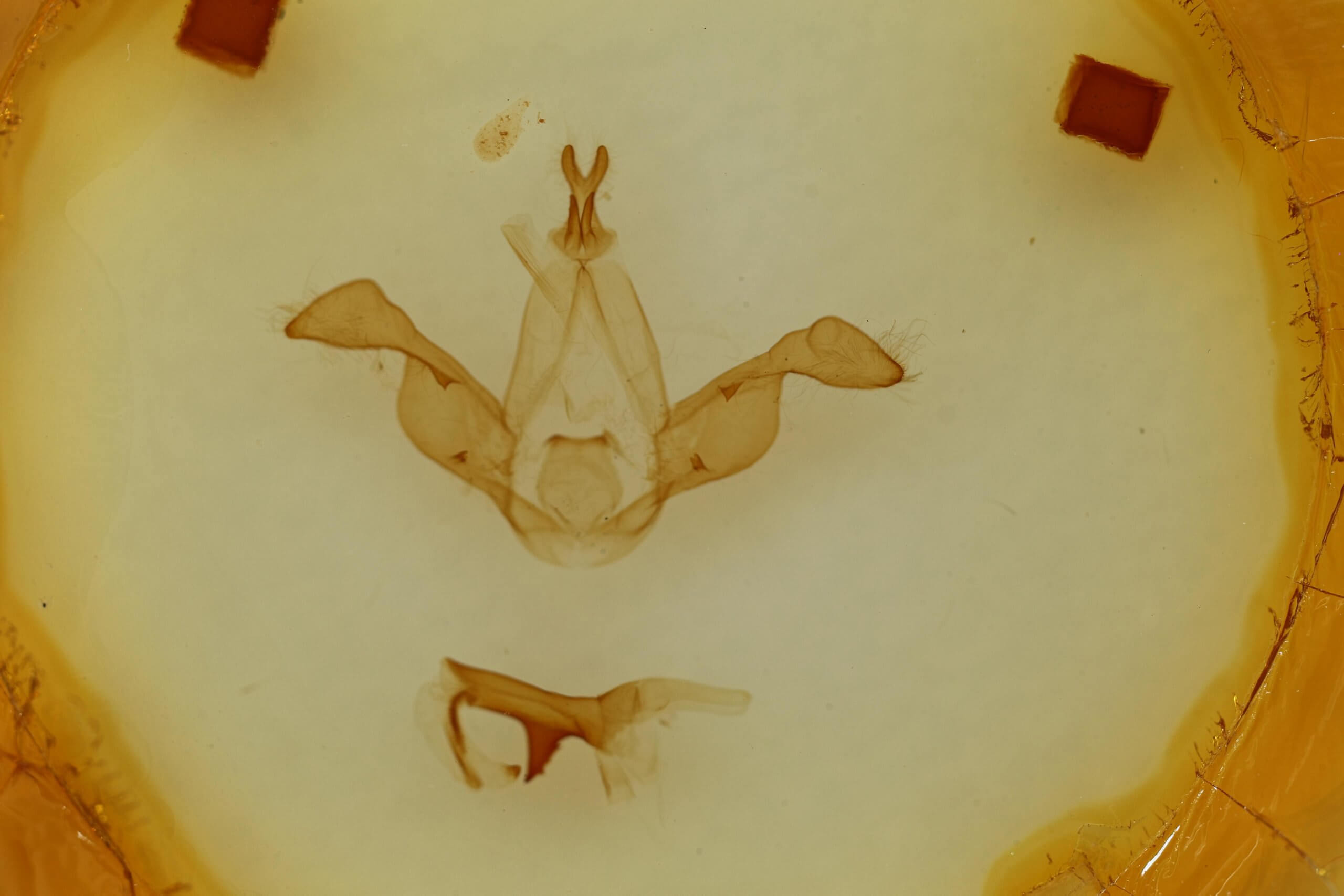 genitalia view of adult Dasychira olivacea