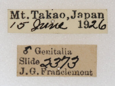 label view of adult Dasychira olivacea