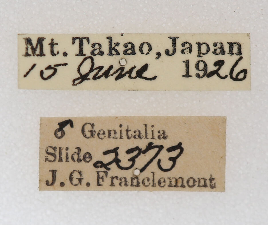 label view of adult Dasychira olivacea