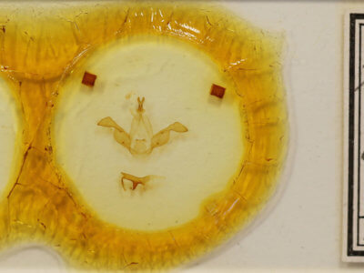 slide view of adult Dasychira olivacea