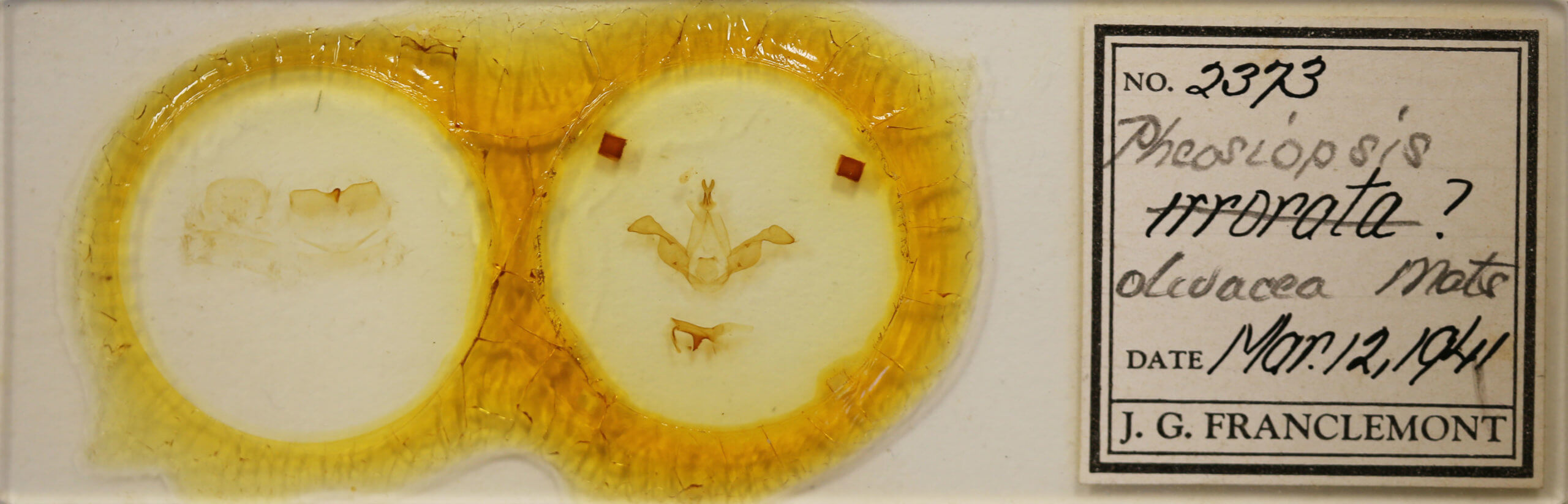 slide view of adult Dasychira olivacea