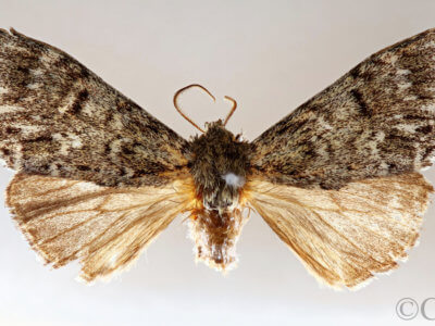 dorsal view of adult Dasychira olivacea