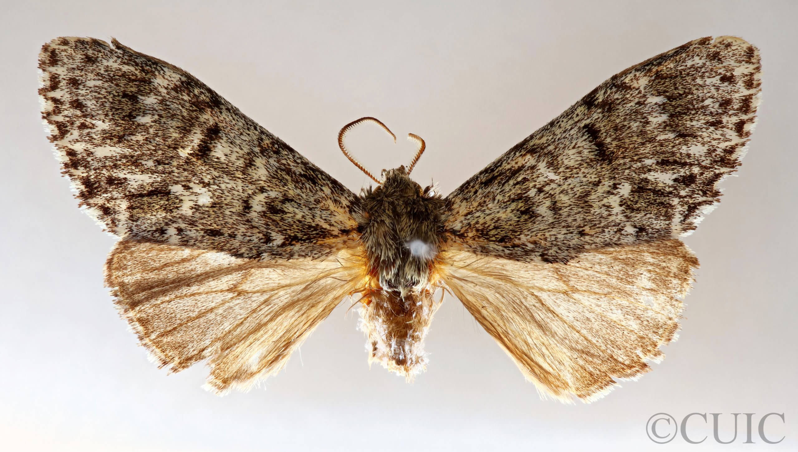 dorsal view of adult Dasychira olivacea