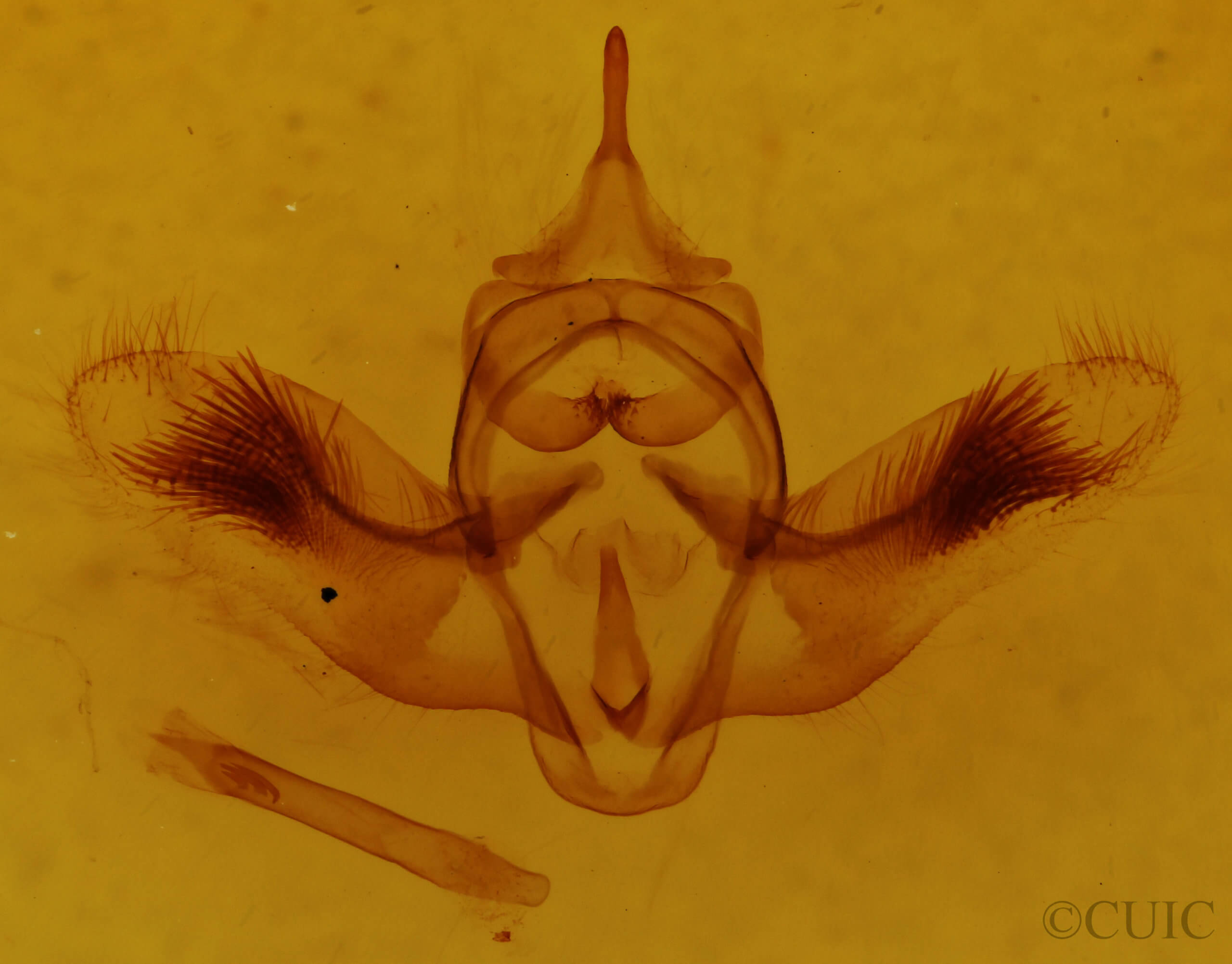 genitalia view of adult Pherne parallelia