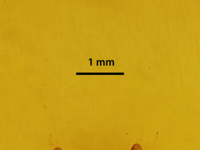 genitalia view of adult Phigalia strigataria