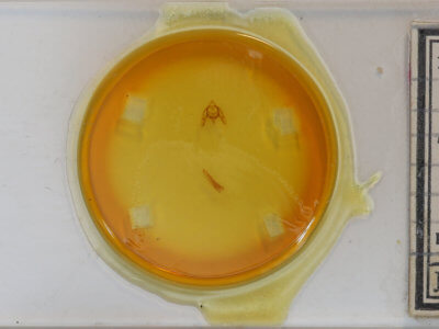 slide view of adult Phigalia strigataria