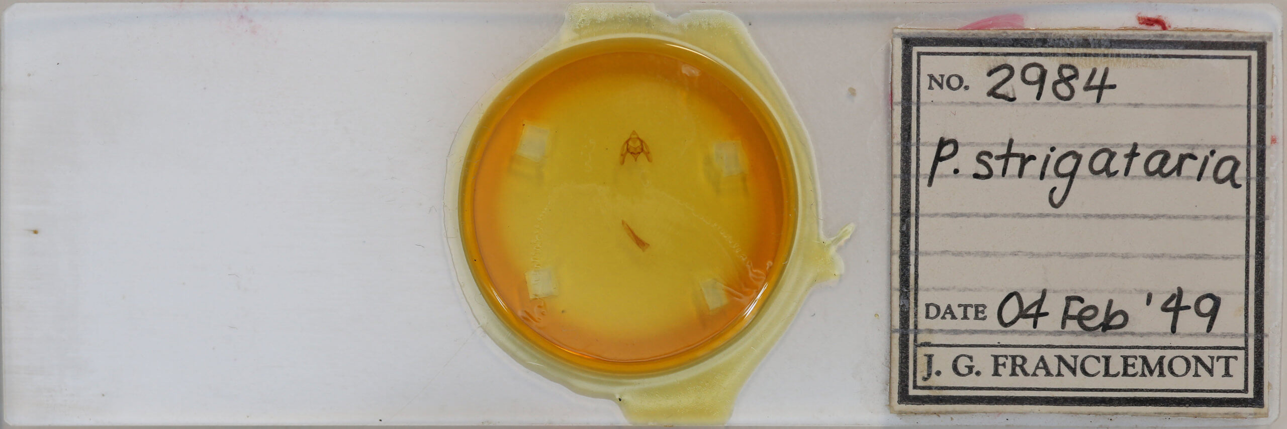 slide view of adult Phigalia strigataria