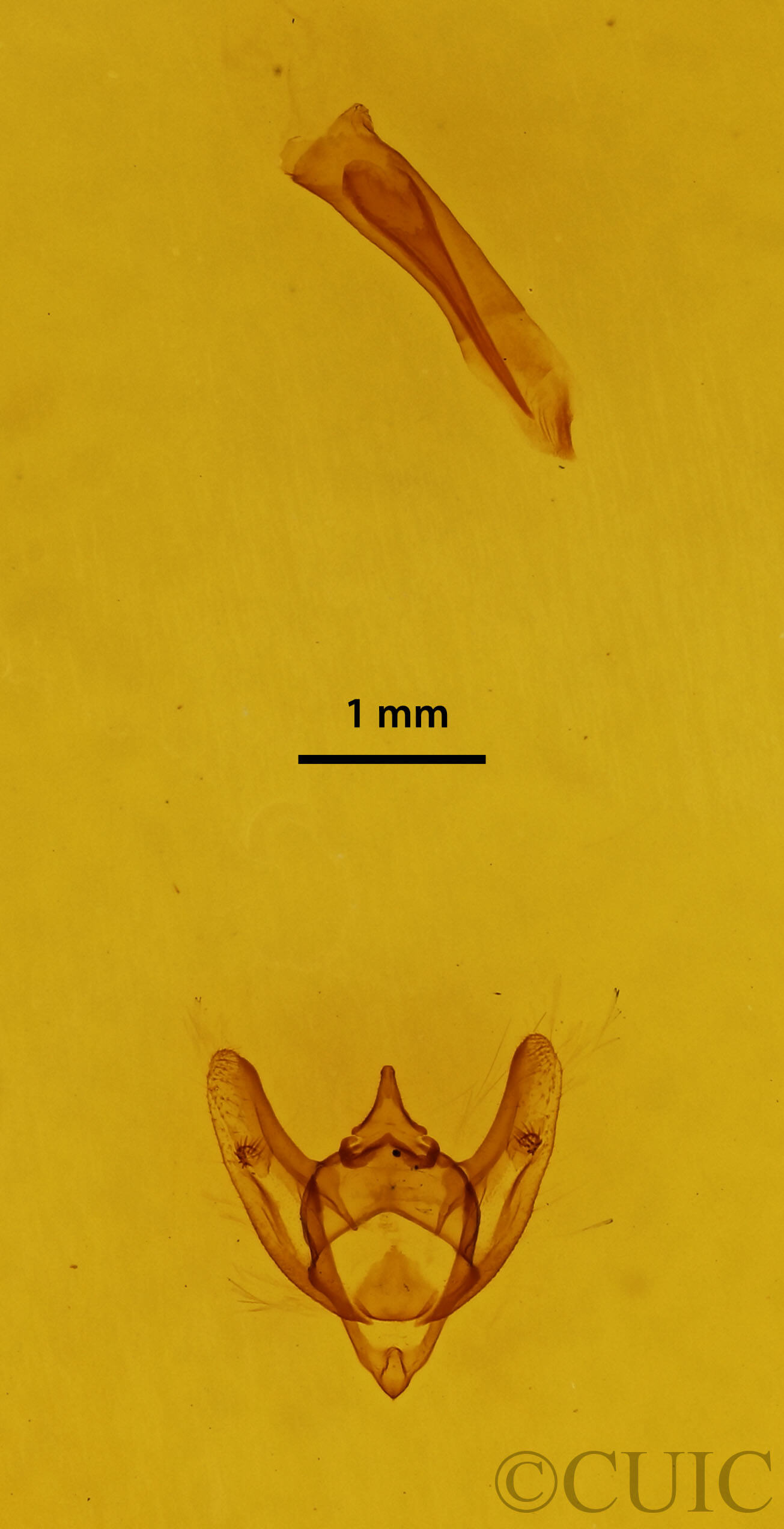 genitalia view of adult Phigalia strigataria