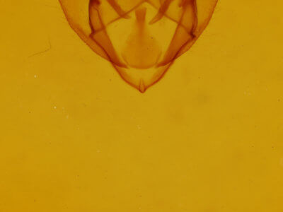 genitalia view of adult Phigalia titea