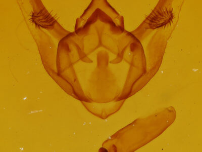 genitalia view of adult Phigalia titea