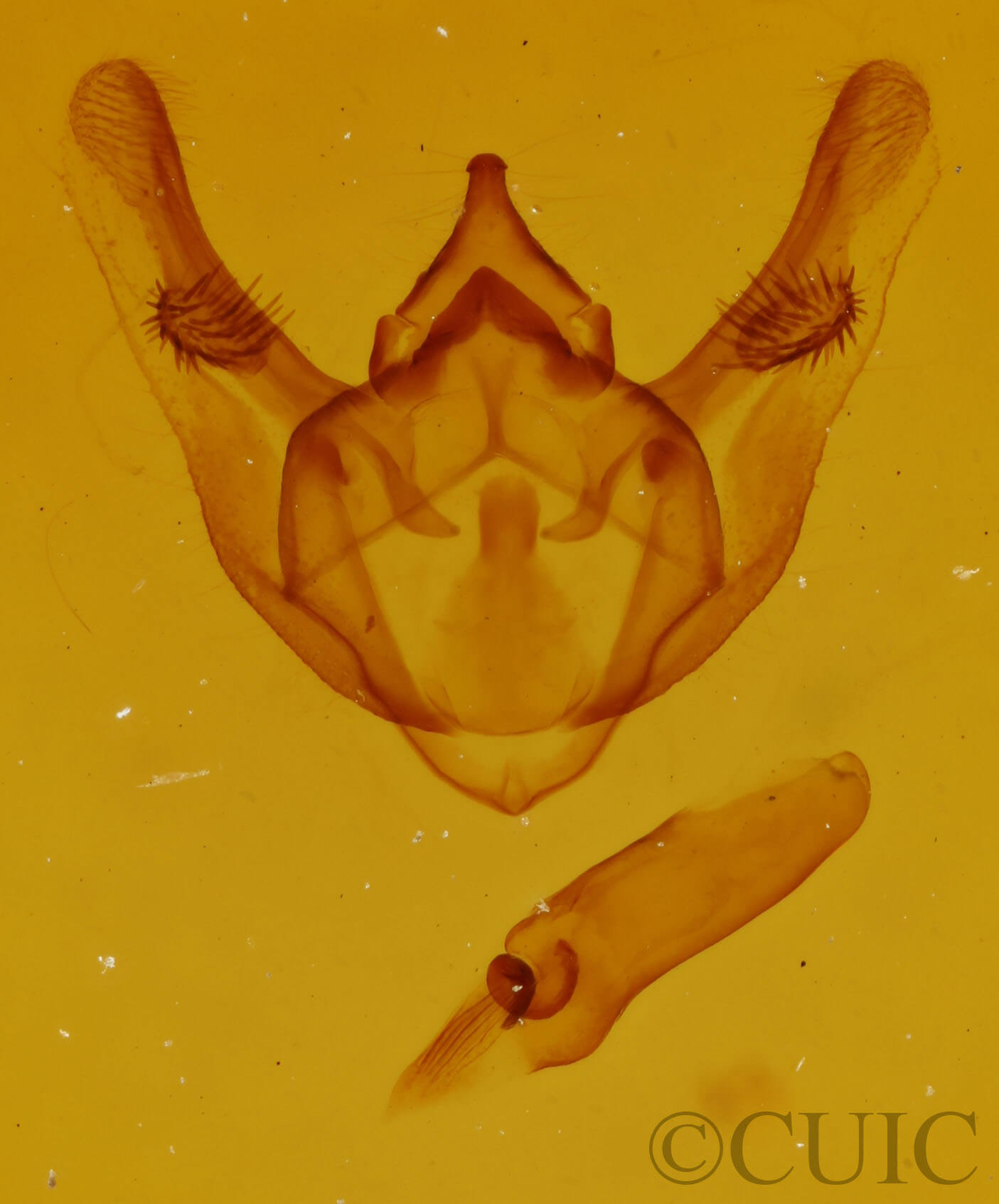 genitalia view of adult Phigalia titea