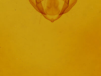 genitalia view of adult Phigalia titea