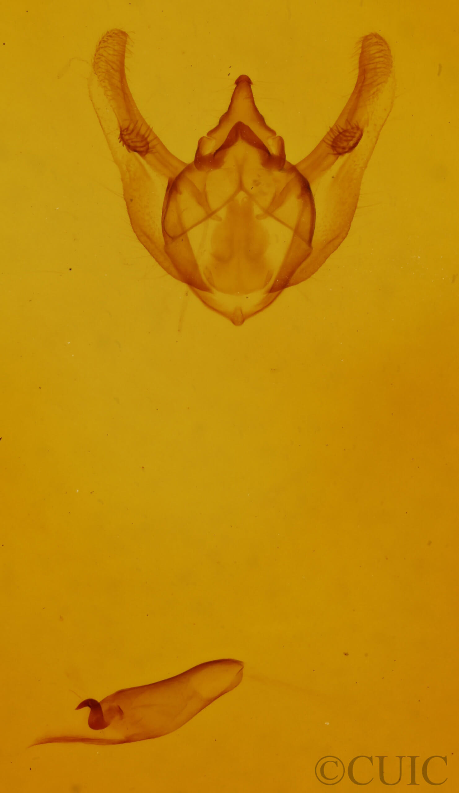 genitalia view of adult Phigalia titea