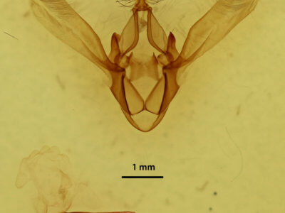 genitalia view of adult Phoberia atomaris