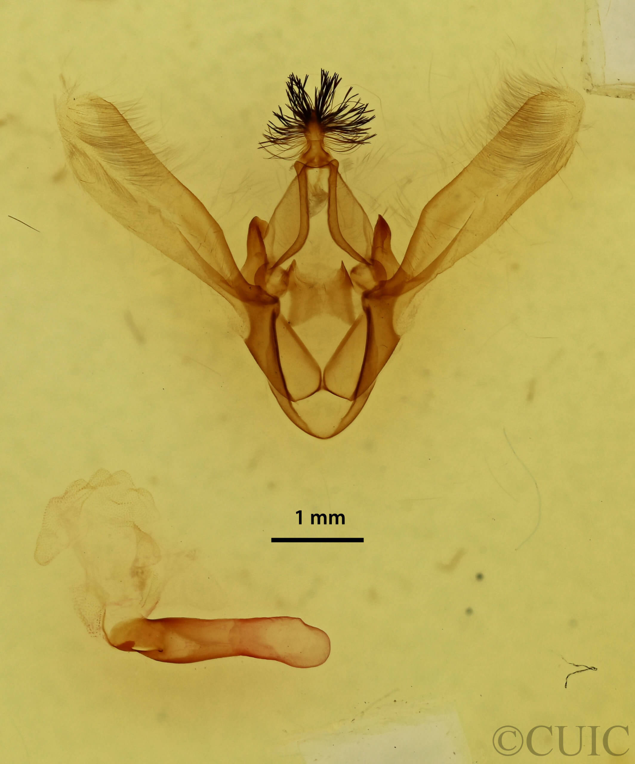 genitalia view of adult Phoberia atomaris