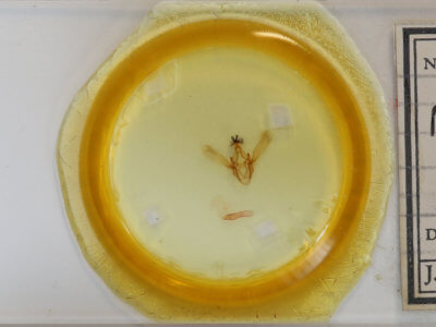 slide view of adult Phoberia atomaris