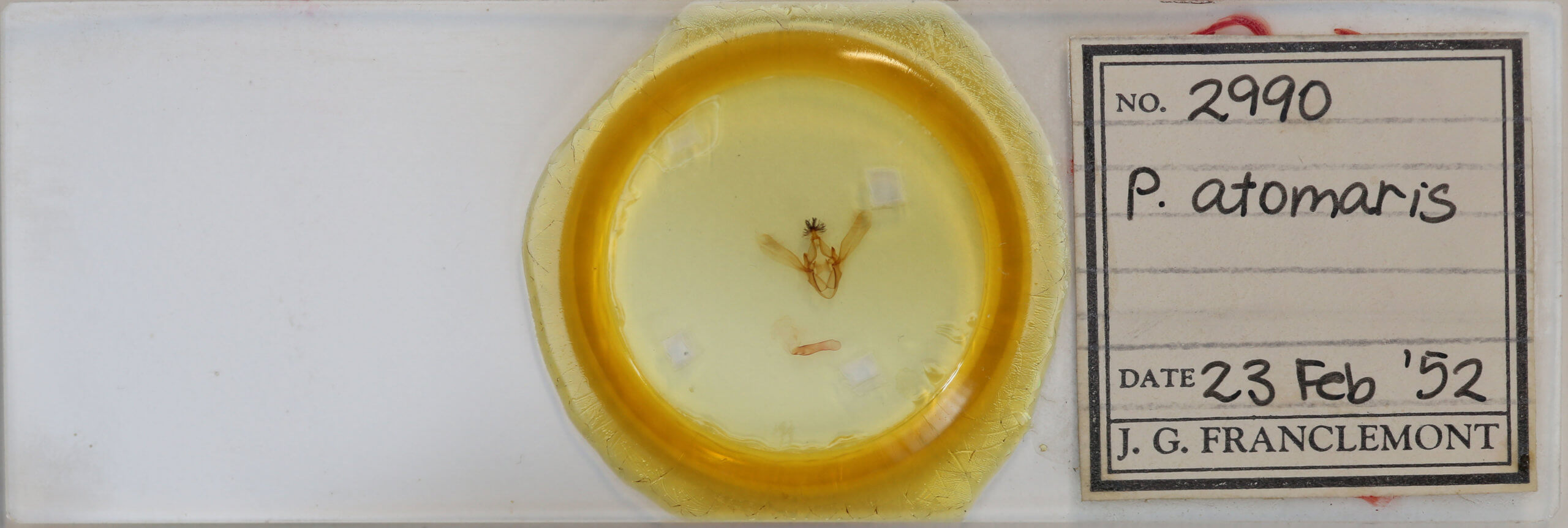 slide view of adult Phoberia atomaris