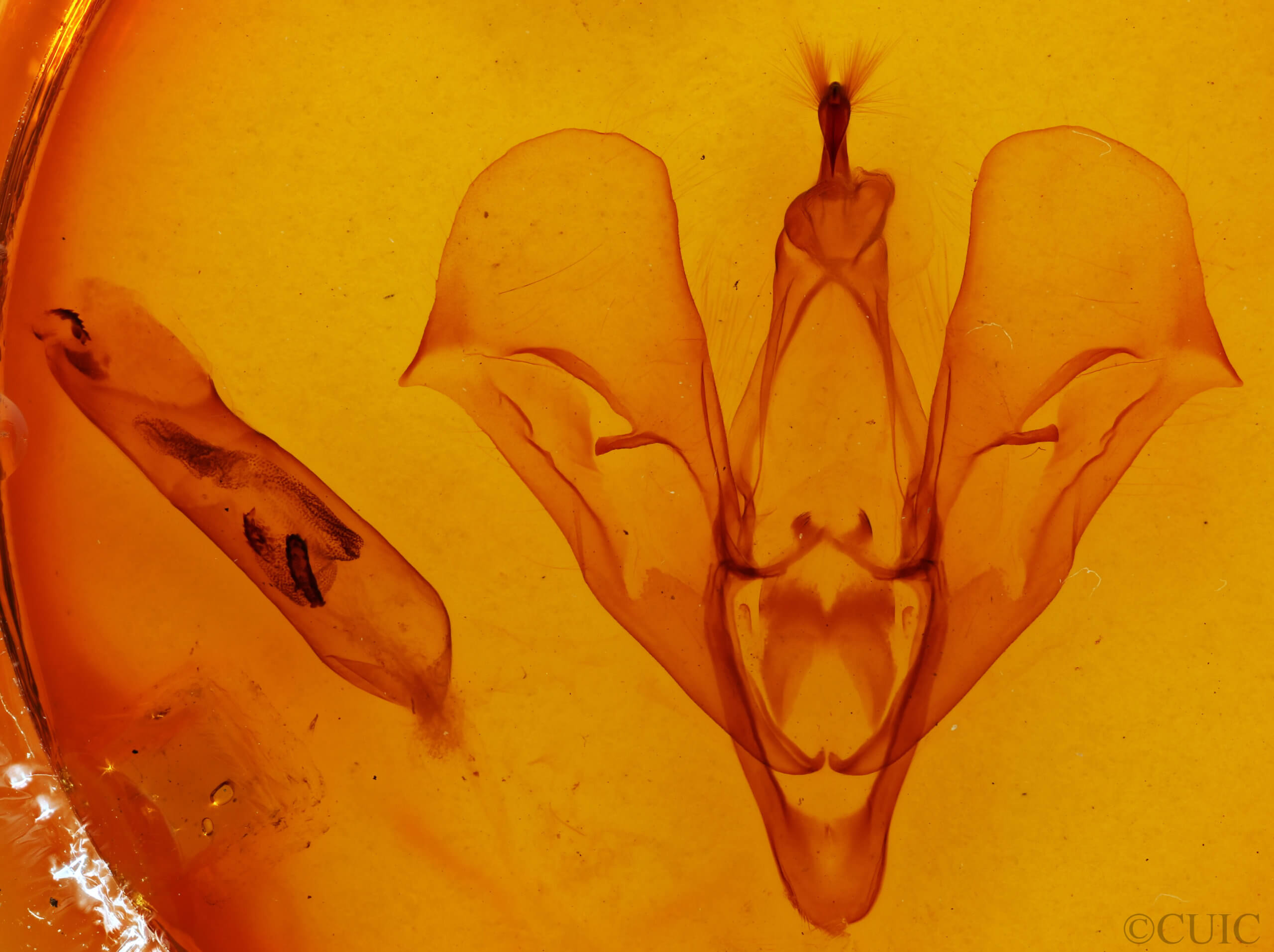 genitalia view of adult Phyllodes consobrina