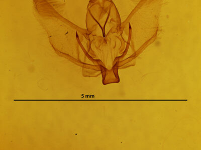 genitalia view of adult Plagodis phlogosaria purpuraria