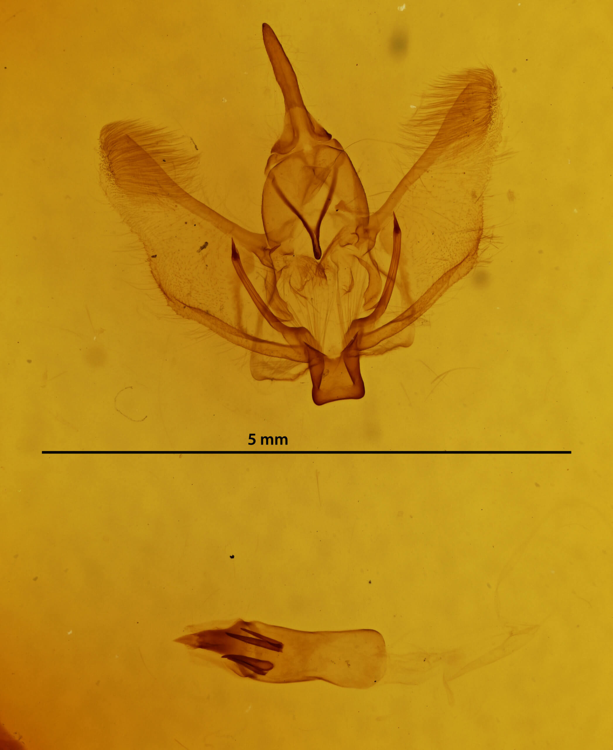 genitalia view of adult Plagodis phlogosaria purpuraria
