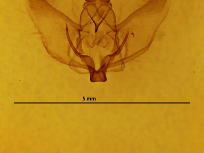 genitalia view of adult Plagodis phlogosaria purpuraria