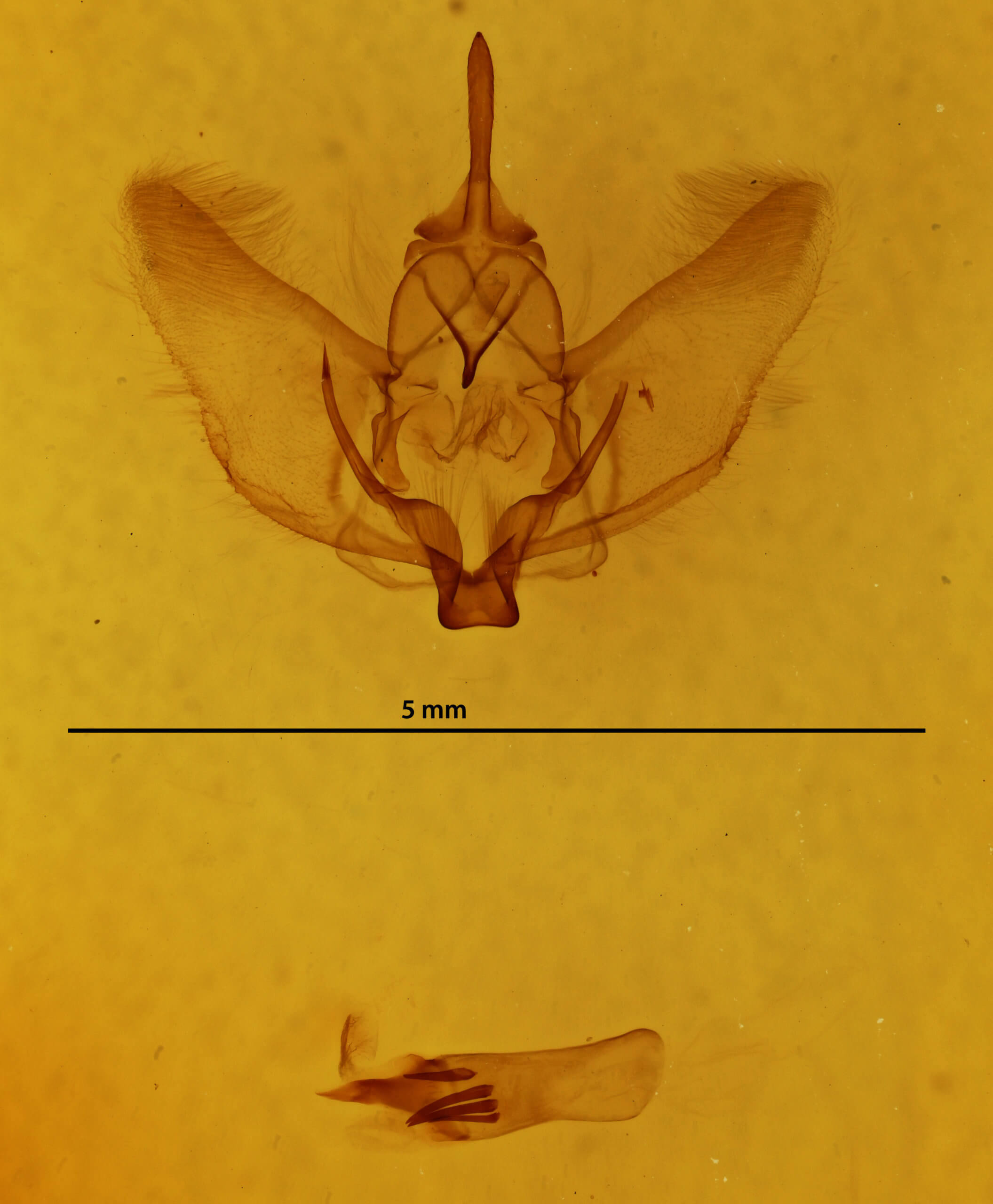 genitalia view of adult Plagodis phlogosaria purpuraria
