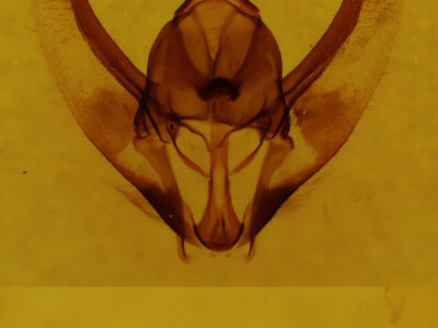 genitalia view of adult Plataea californiaria