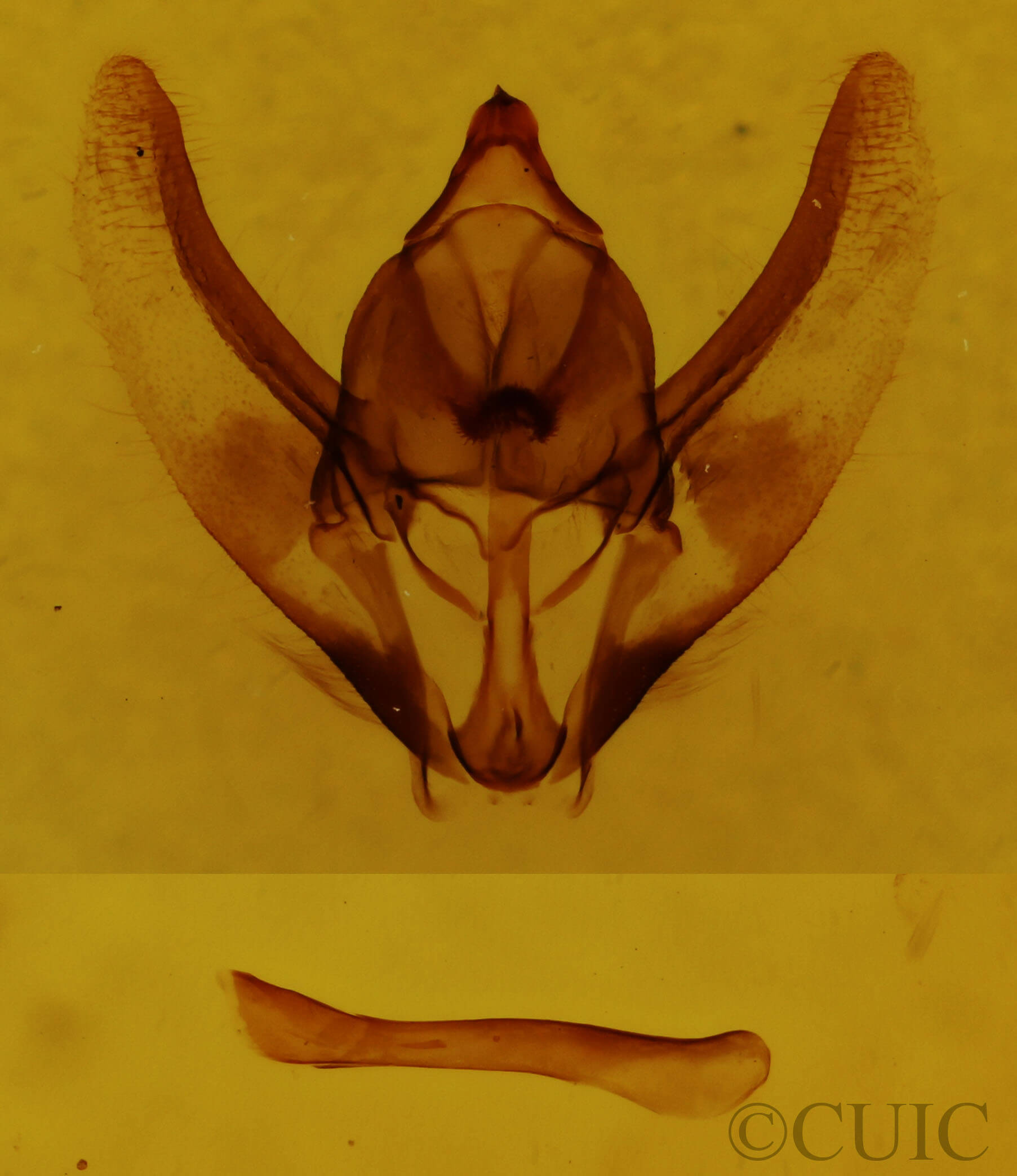 genitalia view of adult Plataea californiaria