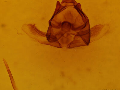 genitalia view of adult Plataea trilinearia