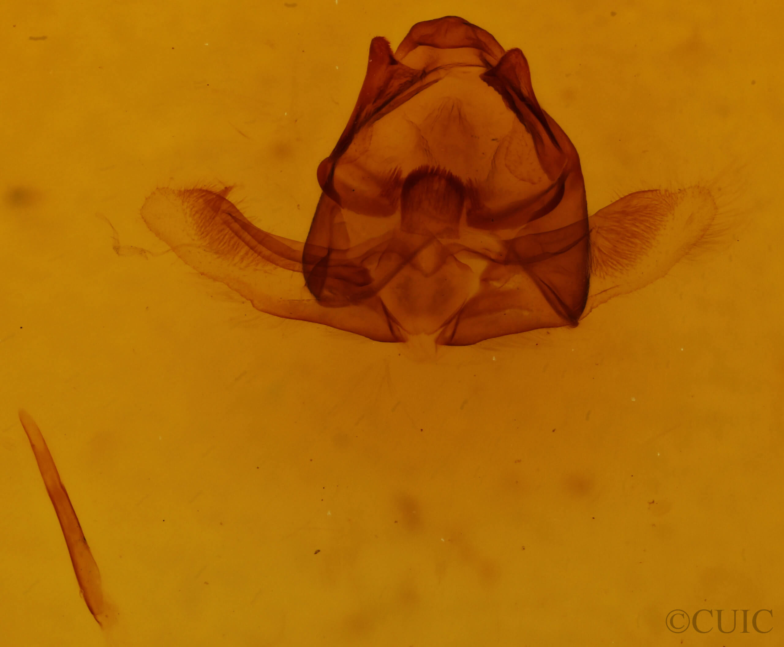genitalia view of adult Plataea trilinearia
