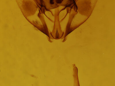 genitalia view of adult Plataea californiaria