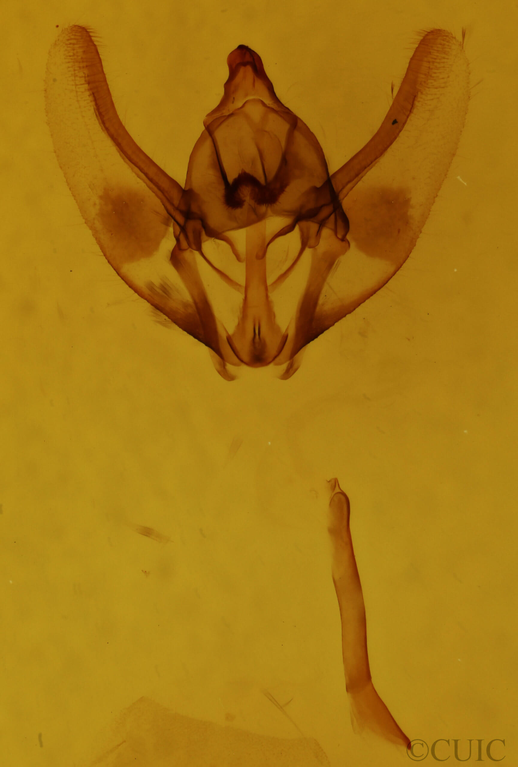 genitalia view of adult Plataea californiaria