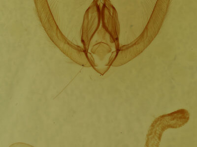 genitalia view of adult Condica mobilis