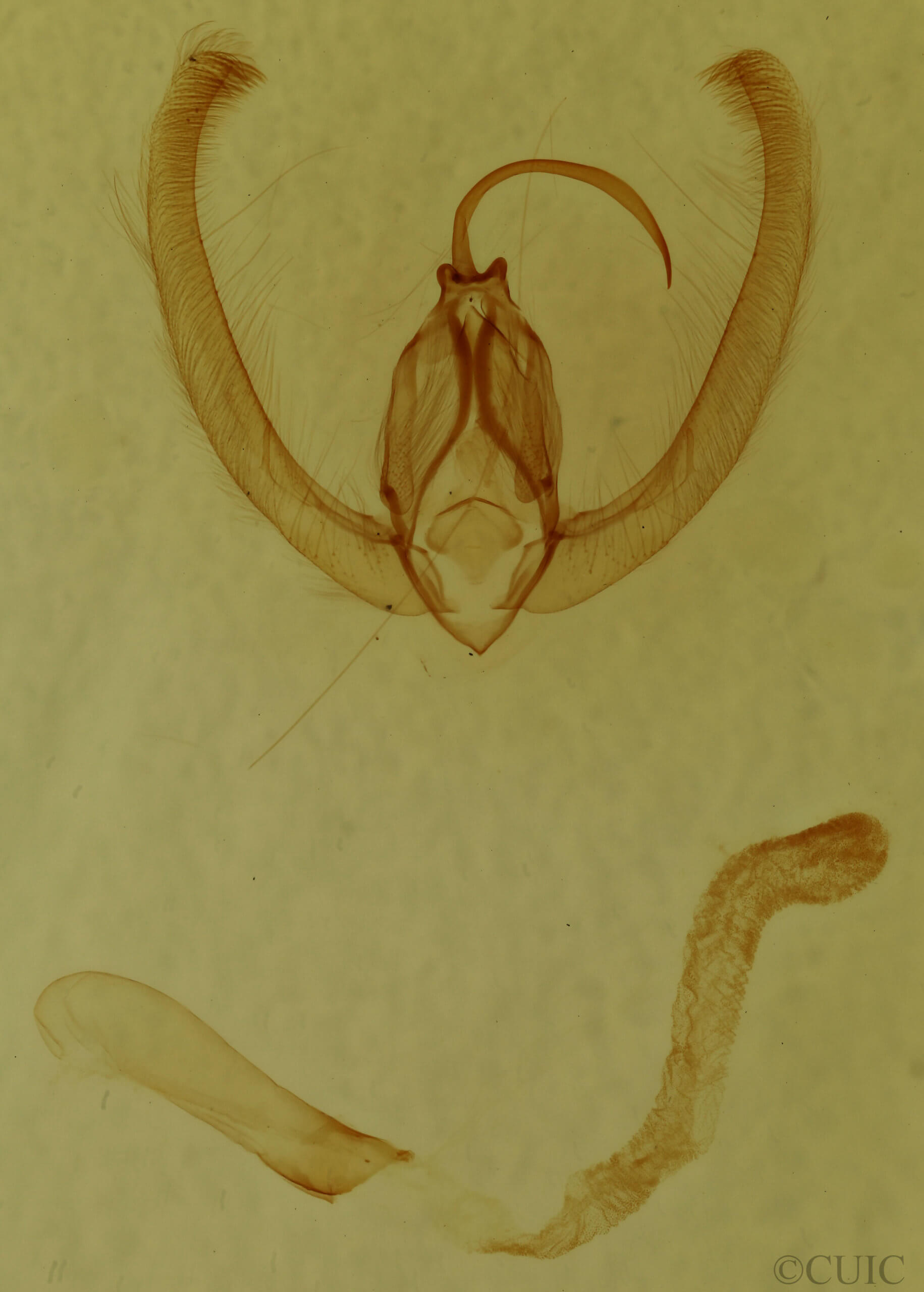 genitalia view of adult Condica mobilis