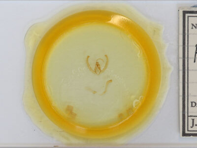 slide view of adult Condica mobilis