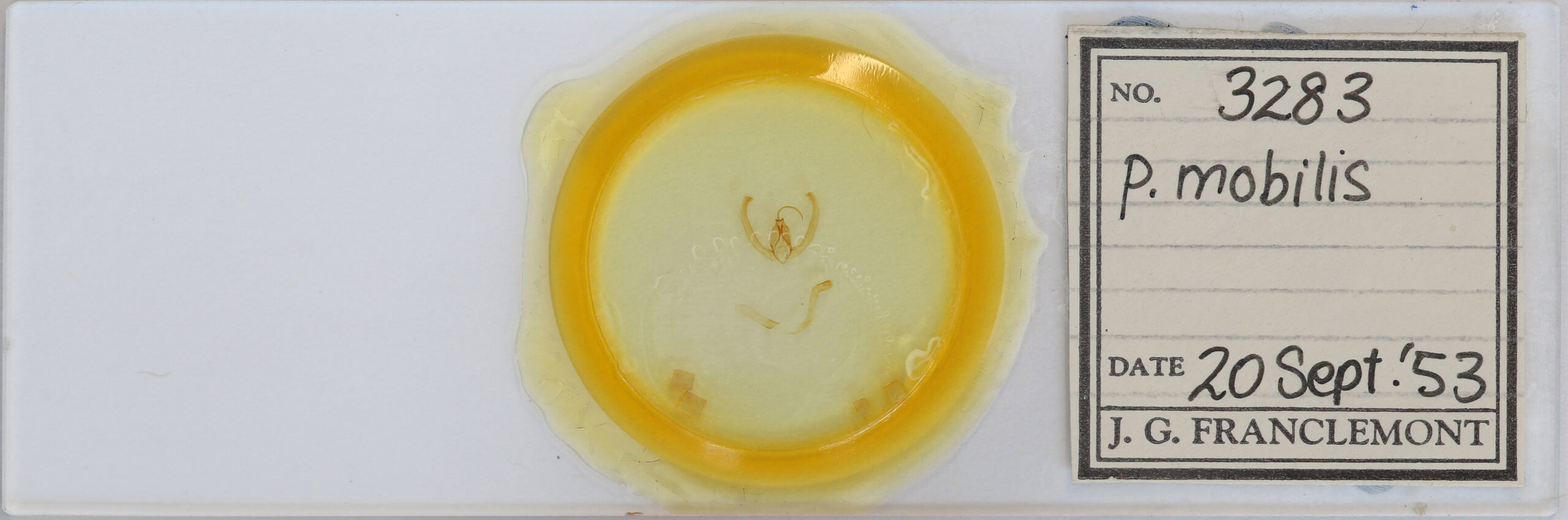 slide view of adult Condica mobilis