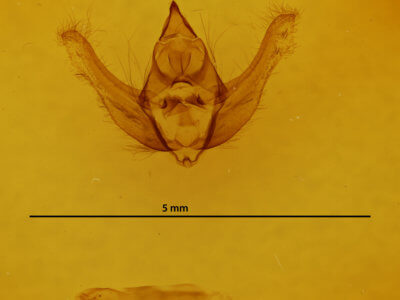 genitalia view of adult Lycia rachelae