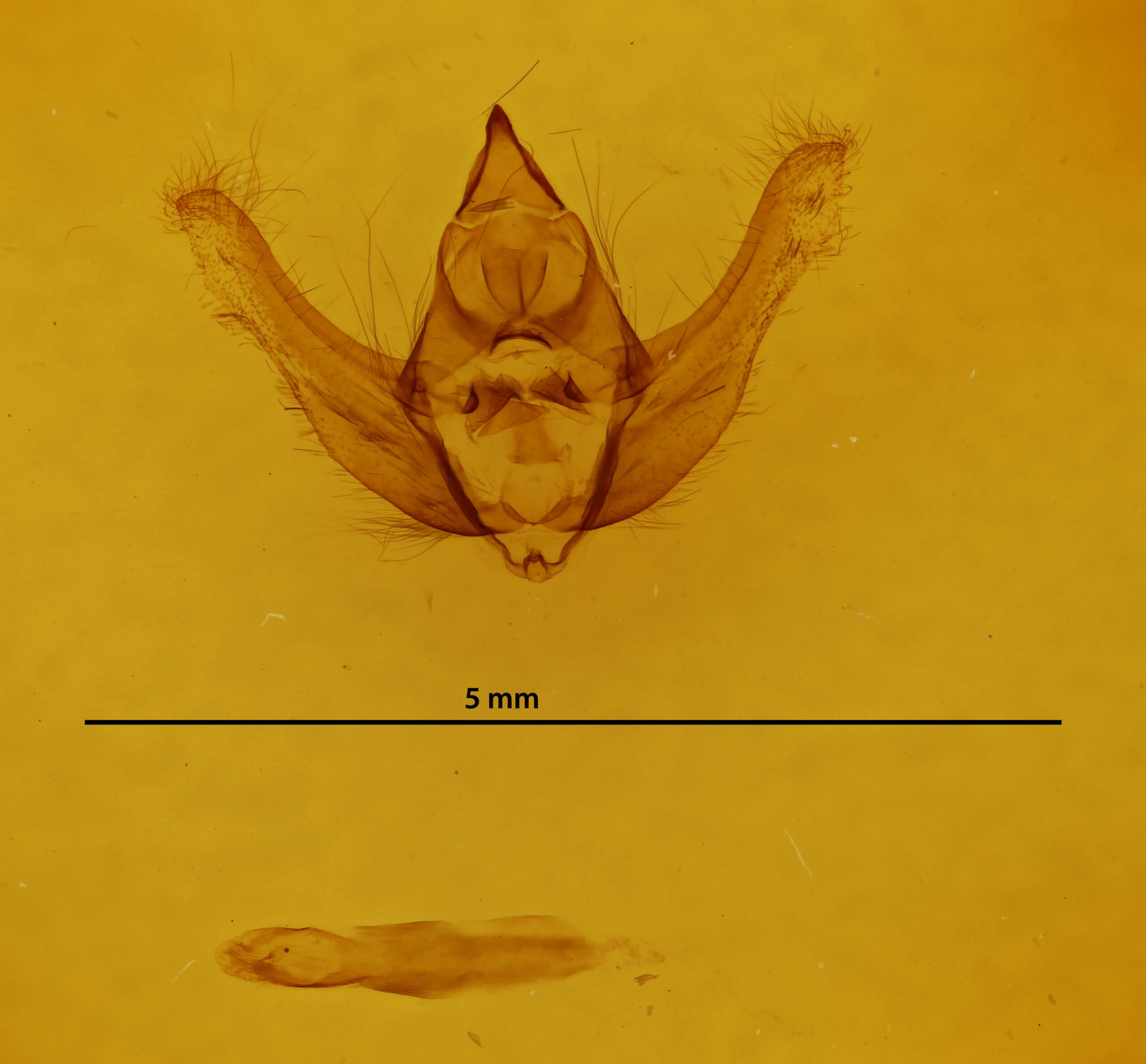 genitalia view of adult Lycia rachelae