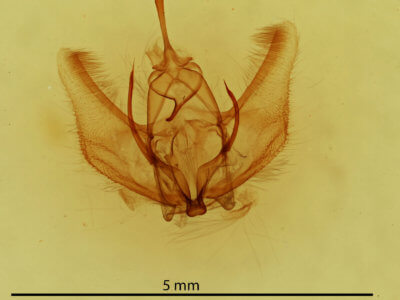 genitalia view of adult Probole alienaria