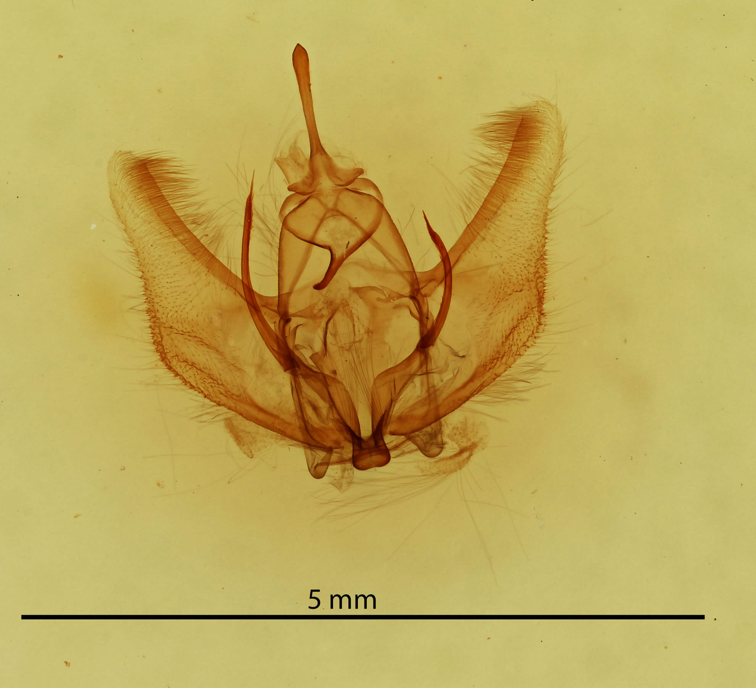 genitalia view of adult Probole alienaria