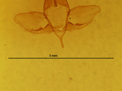 genitalia view of adult Psammathodoxa cochlidioides