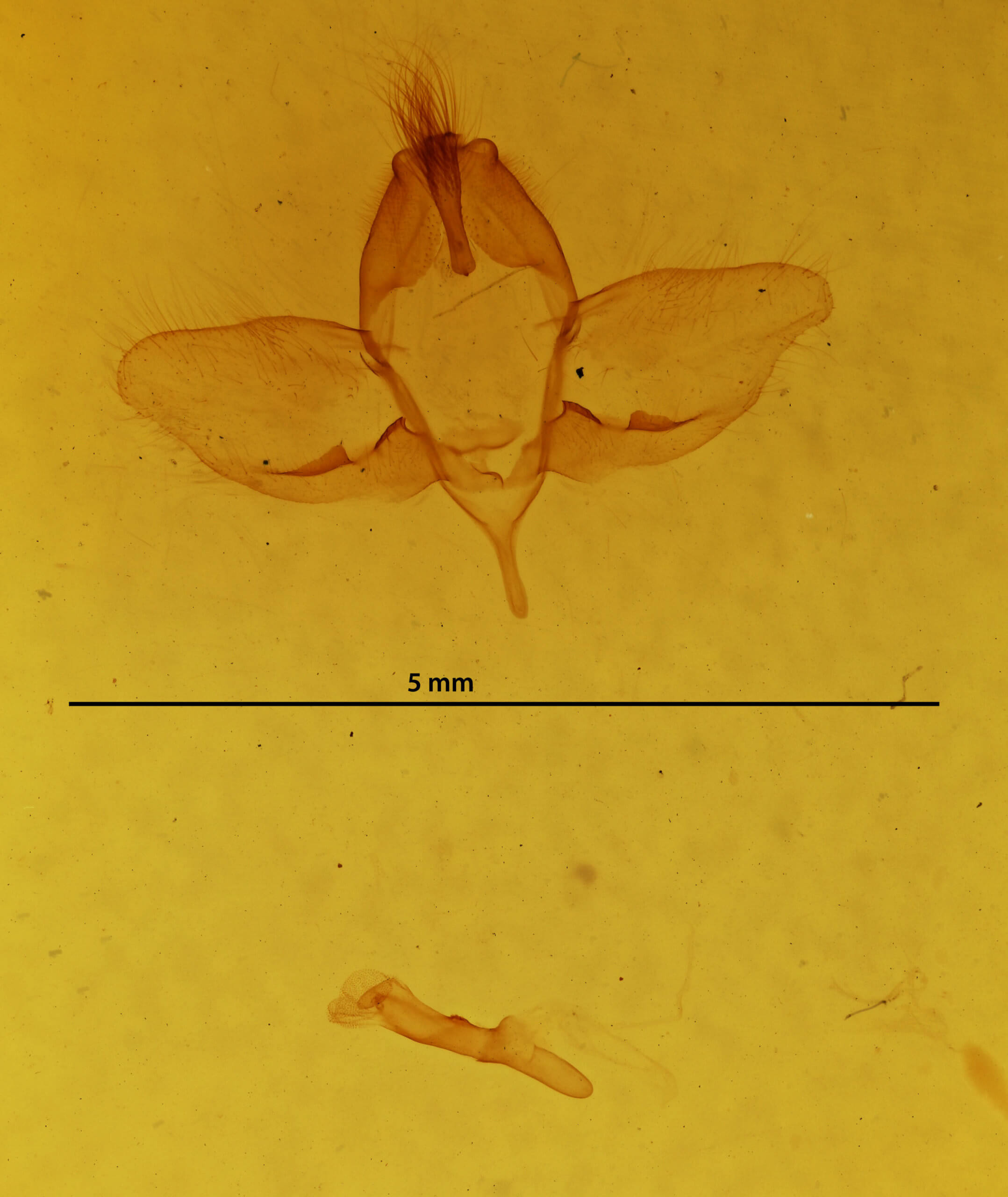 genitalia view of adult Psammathodoxa cochlidioides