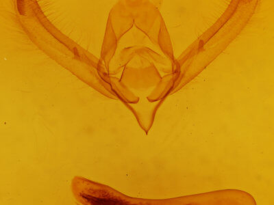 genitalia view of adult Psaphida rolandi